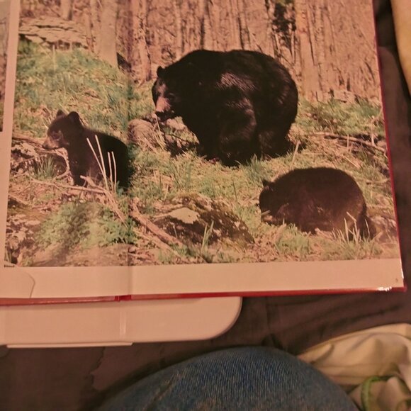 Baby Bears And How They Grow National Geographic Hardcover Book - Picture 5 of 9